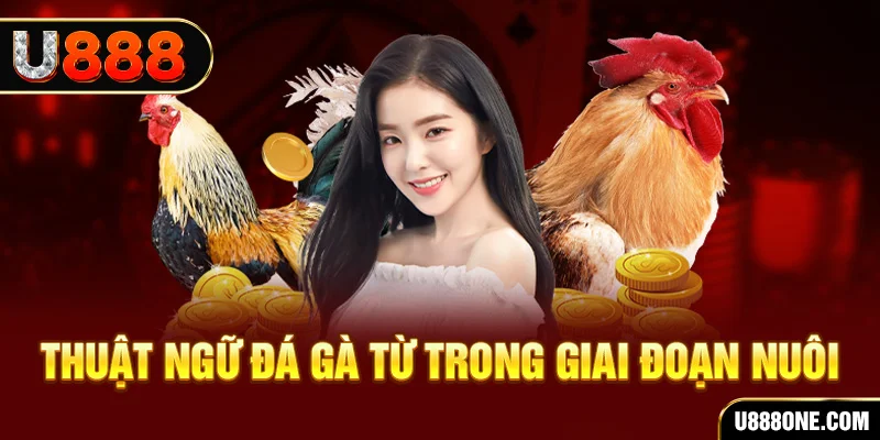1133win xổ số miền bắc 90 ngày